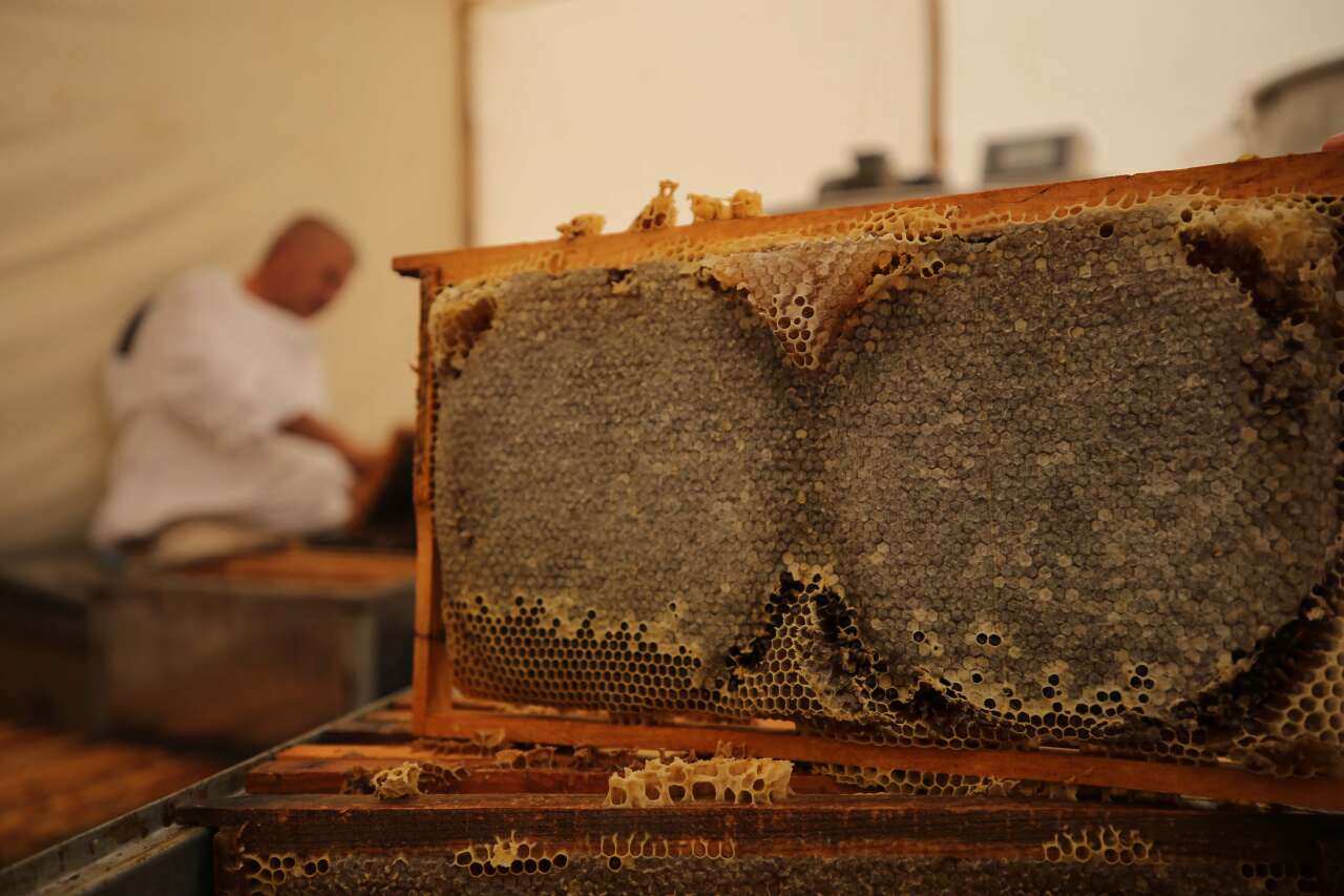 Bodrum’dan Dünyaya Doğal Şifa:  Yılmaz Ailesi 4 Kuşaktır Sürdürüyor 1