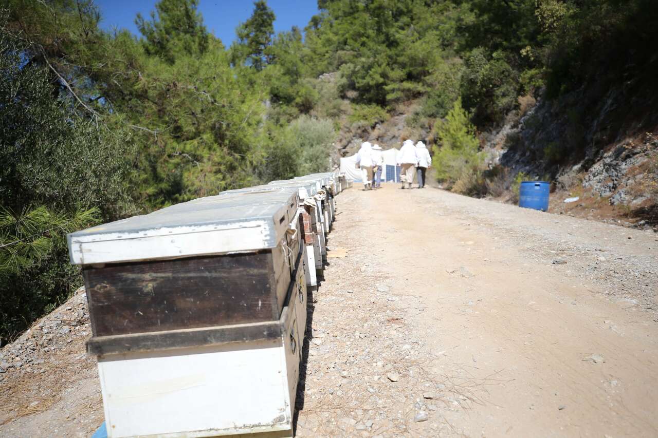 Bodrum’dan Dünyaya Doğal Şifa:  Yılmaz Ailesi 4 Kuşaktır Sürdürüyor 3