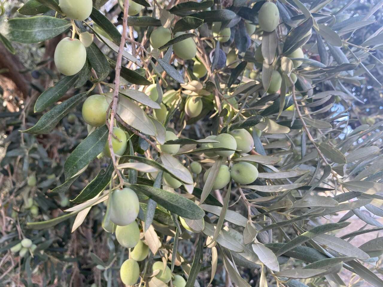 Zeytin Hasadı Başladı 2