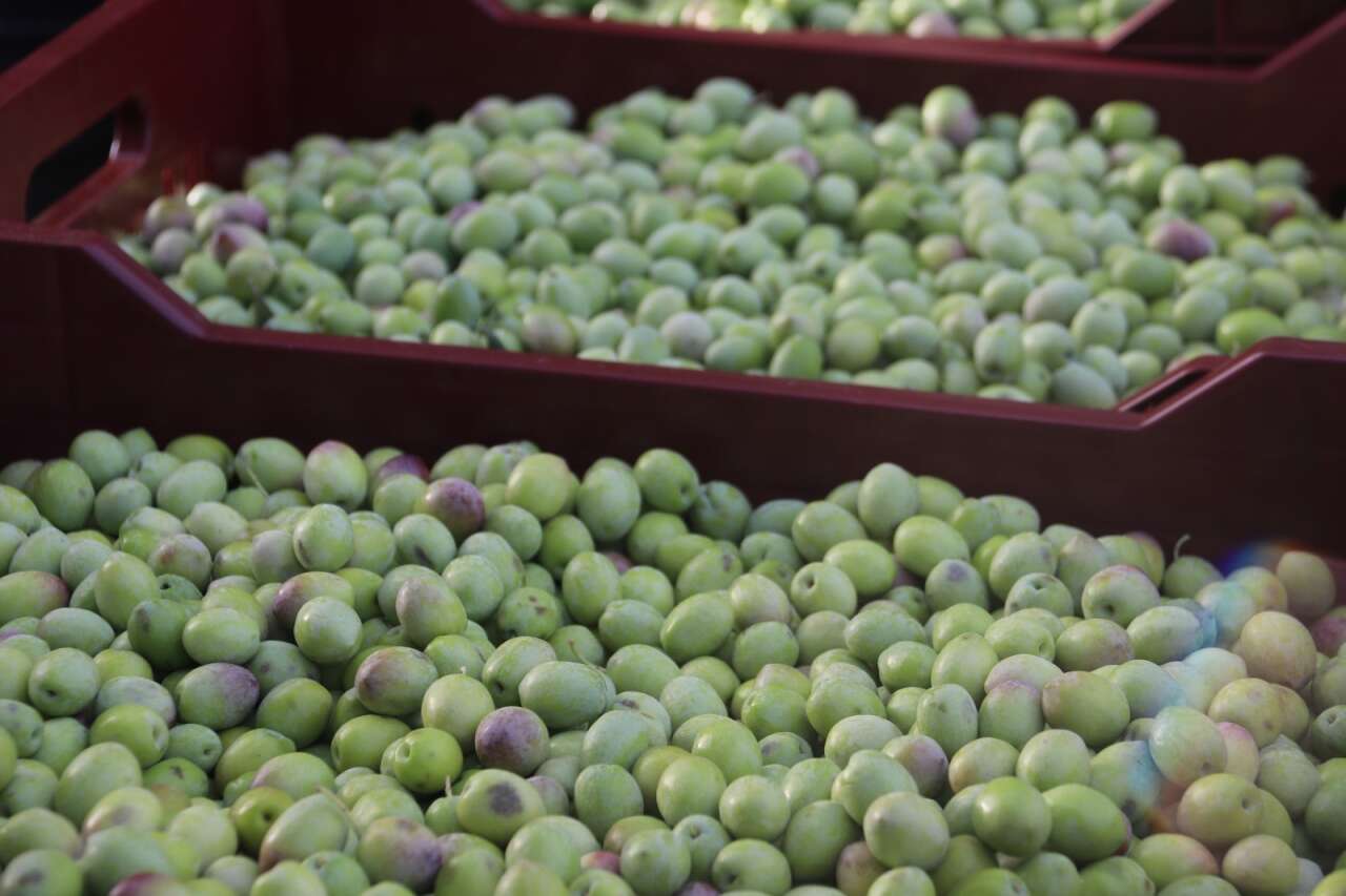 Zeytin Hasadı Başladı 6