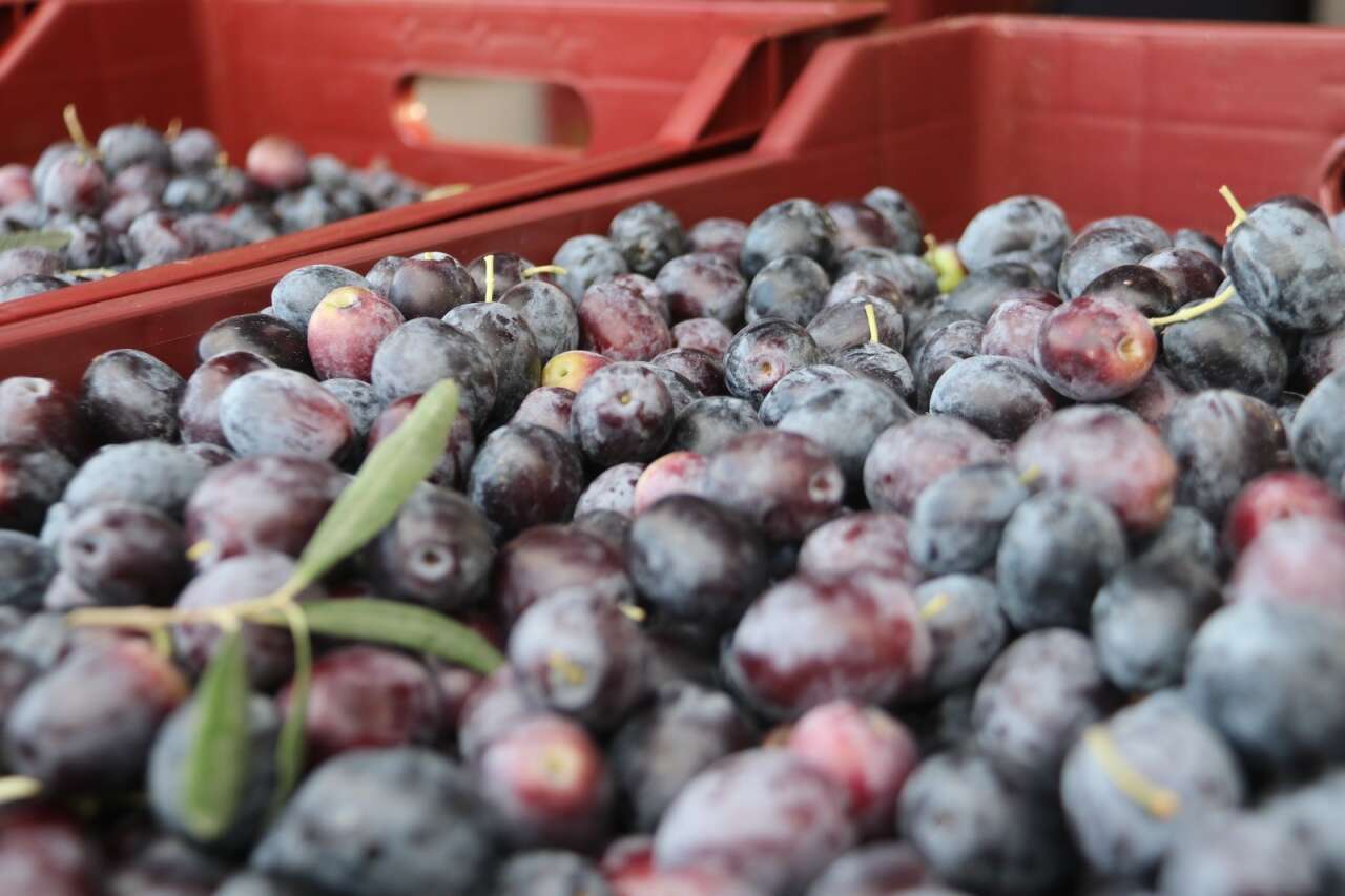 Zeytin Hasadı Başladı 5