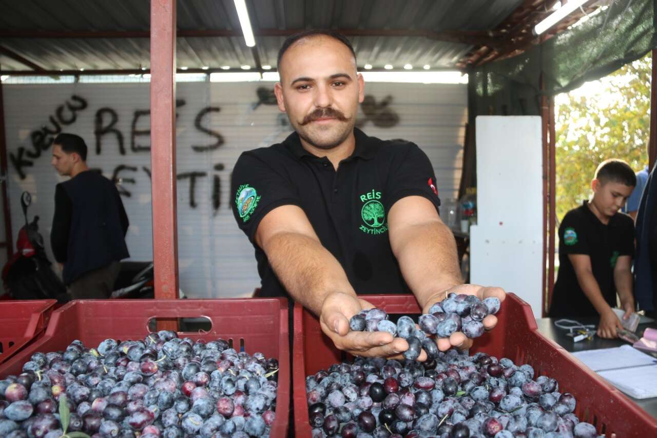 Zeytin Hasadı Başladı 1