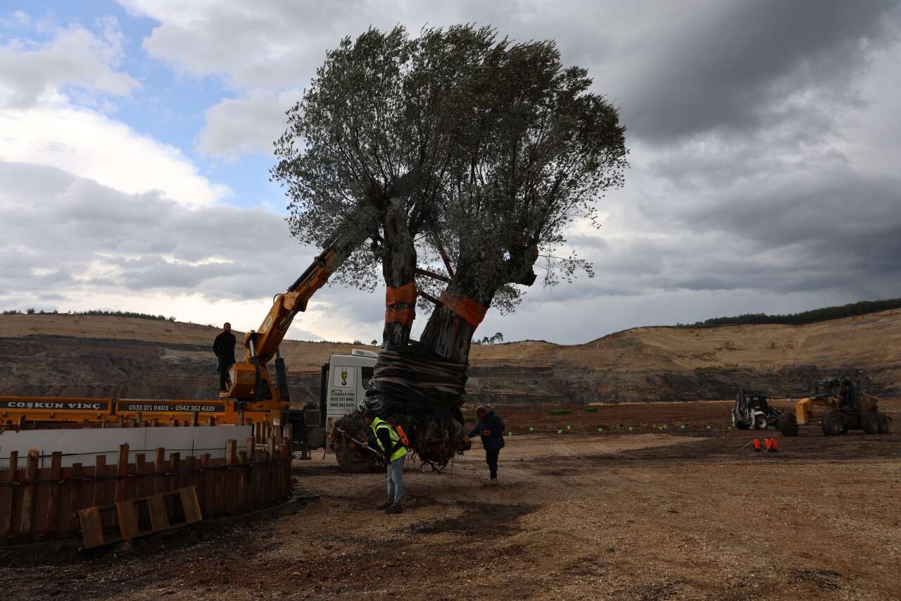 Milas'ta 3 Asırlık Zeytin Ağacı Yeni Yerine Törenle Taşındı 1