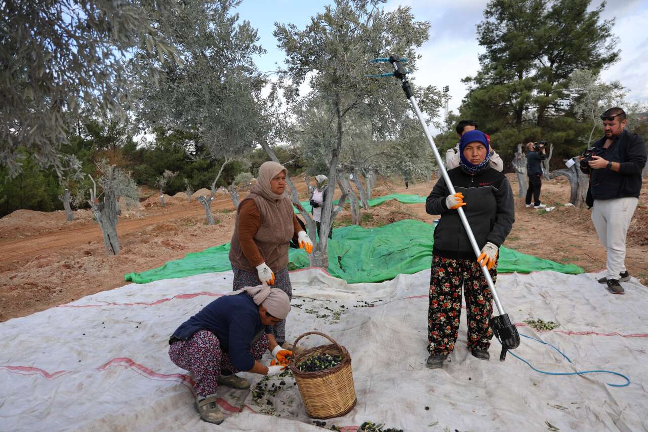 Milas'ta 3 Asırlık Zeytin Ağacı Yeni Yerine Törenle Taşındı 4