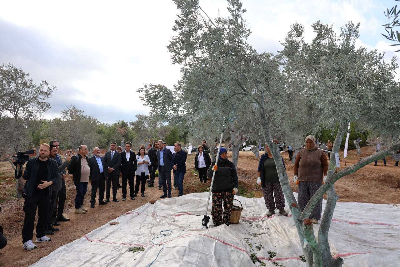 Milas'ta 3 Asırlık Zeytin Ağacı Yeni Yerine Törenle Taşındı 2