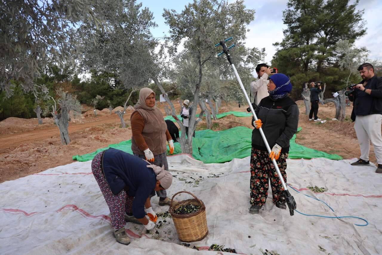 Milas'ta 3 Asırlık Zeytin Ağacı Yeni Yerine Törenle Taşındı 5
