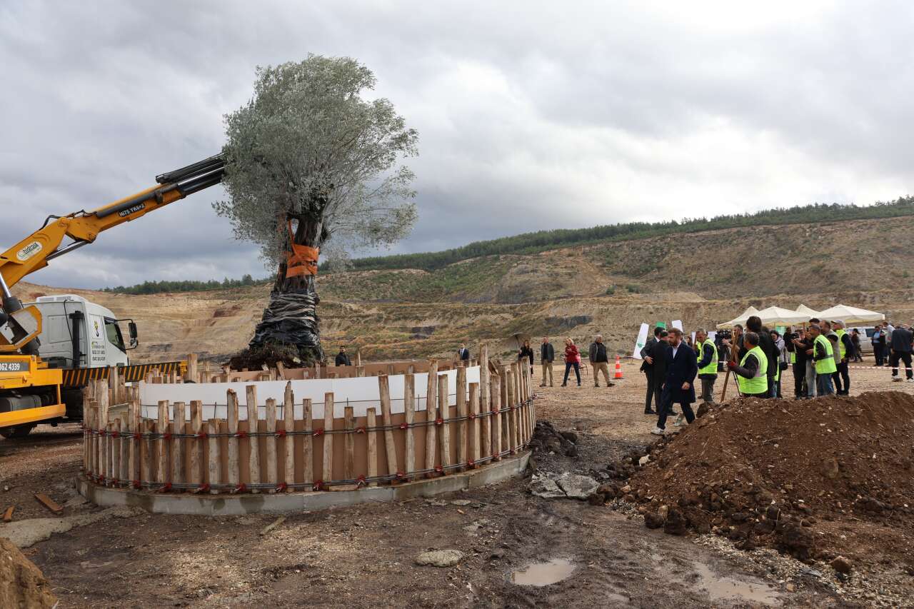 Milas'ta 3 Asırlık Zeytin Ağacı Yeni Yerine Törenle Taşındı 6