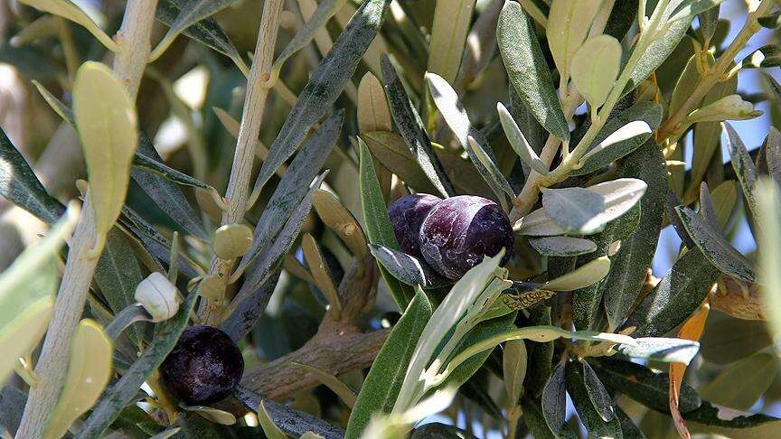 Muğla’da Belediye Zeytinleri 20 Kasım’da İhalede 4