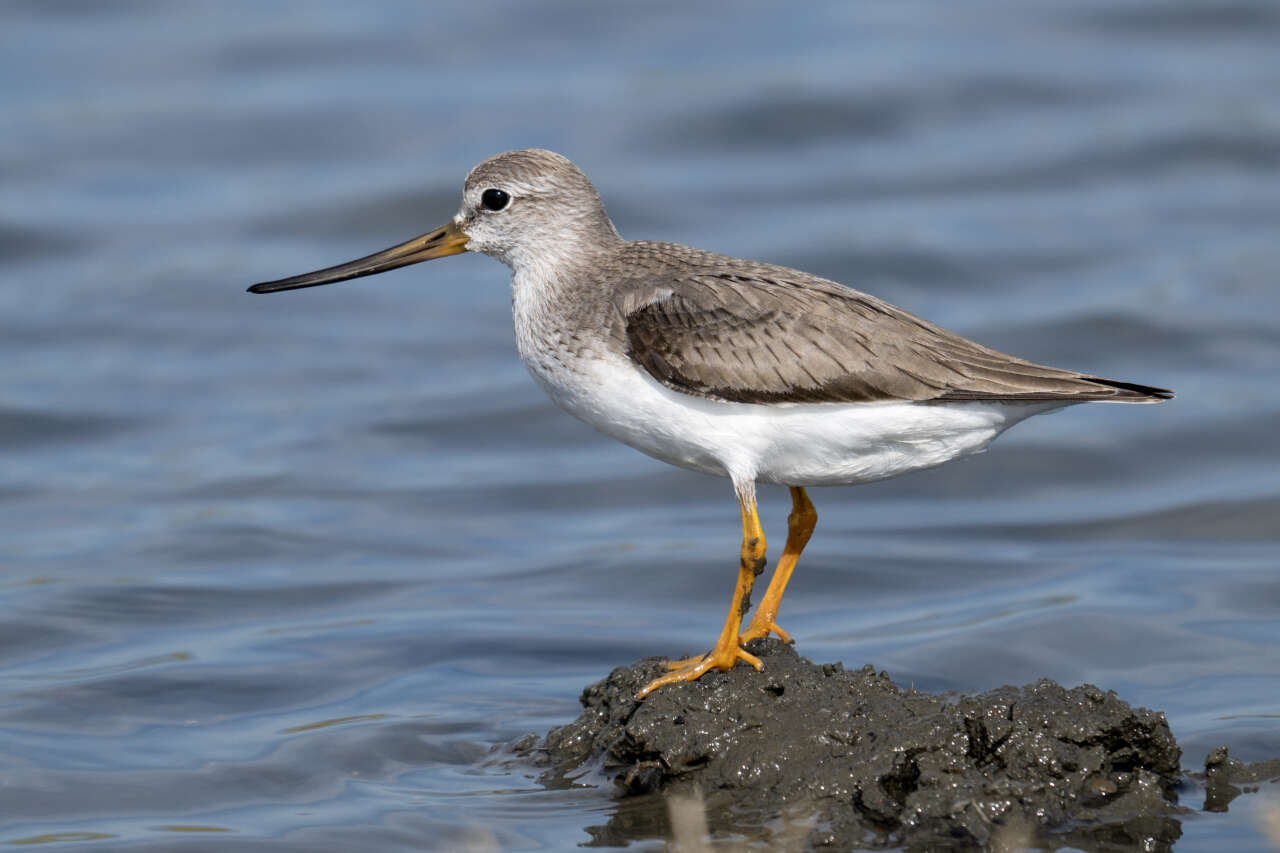 Çalış Kuş Cenneti’nde Kuşlar Fotoğrafçılara Poz Veriyor 3