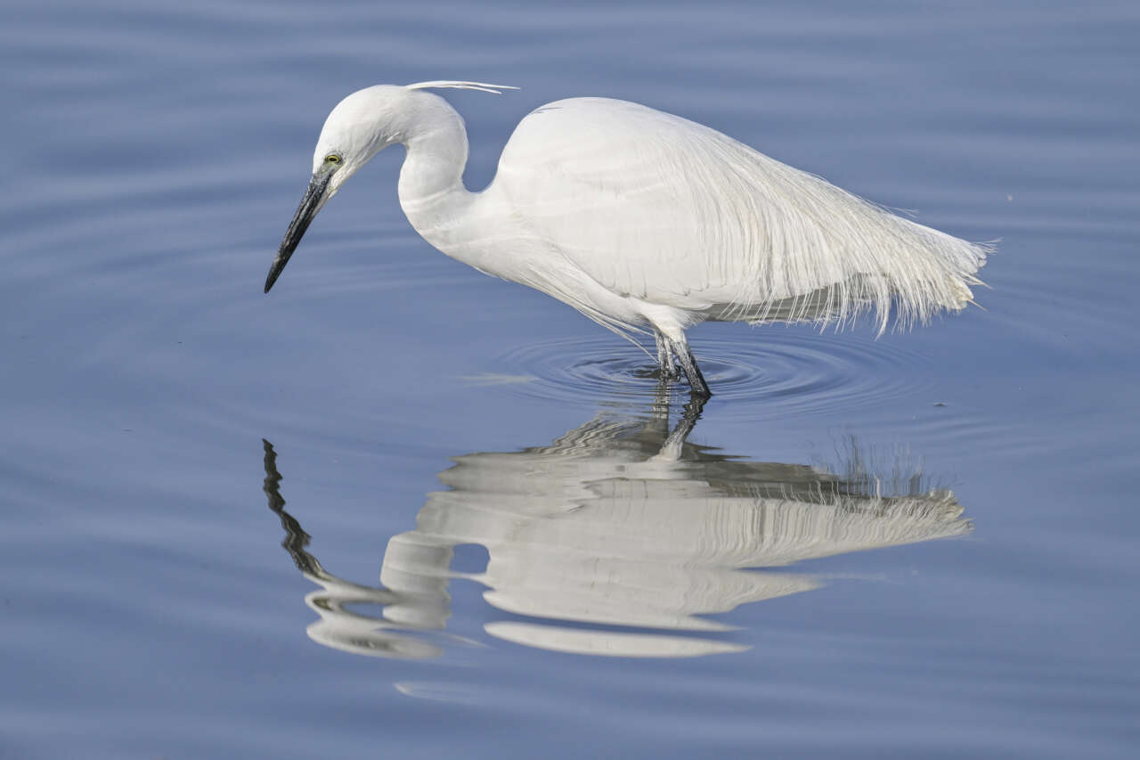 Çalış Kuş Cenneti’nde Kuşlar Fotoğrafçılara Poz Veriyor 1