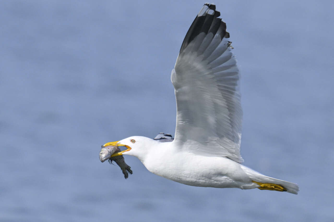 Çalış Kuş Cenneti’nde Kuşlar Fotoğrafçılara Poz Veriyor 4