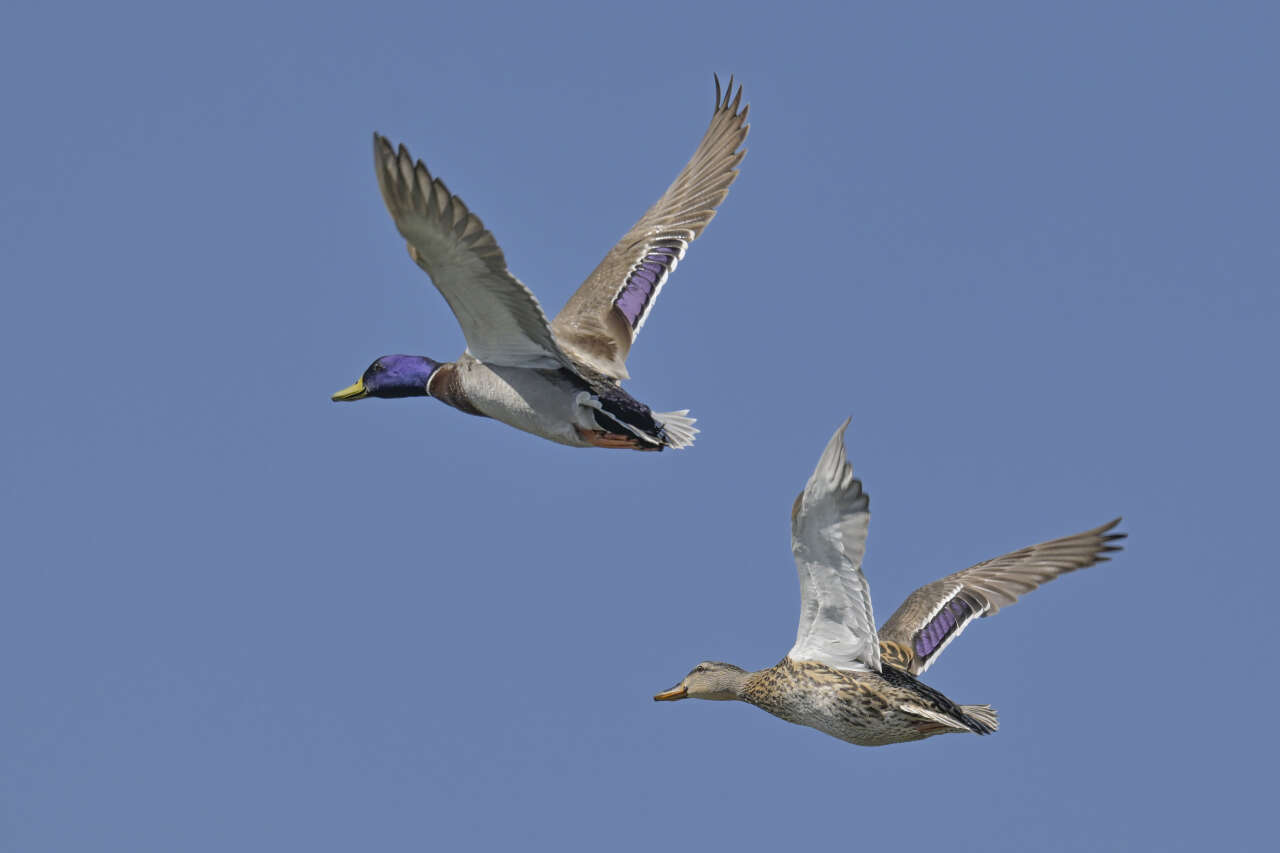 Çalış Kuş Cenneti’nde Kuşlar Fotoğrafçılara Poz Veriyor 2