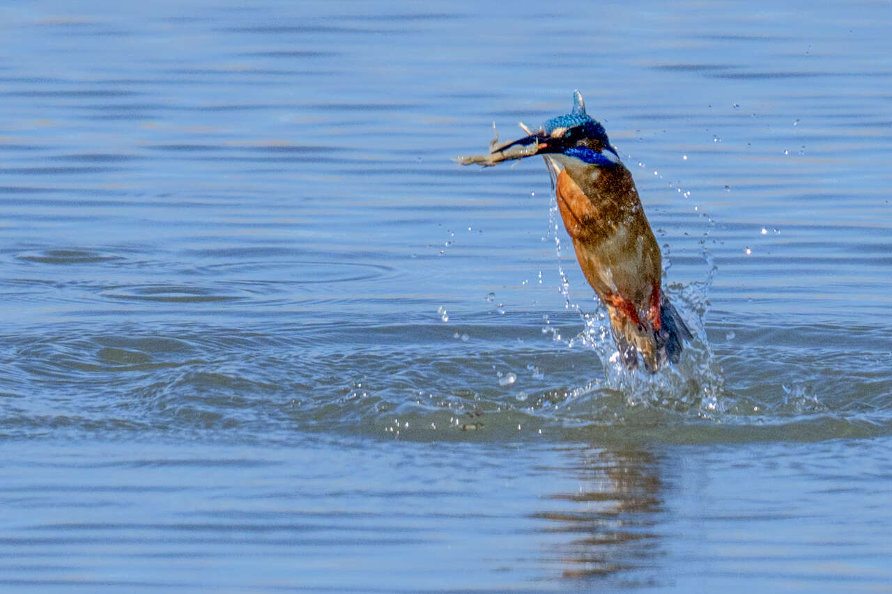 Çalış Kuş Cenneti’nde Kuşlar Fotoğrafçılara Poz Veriyor 5