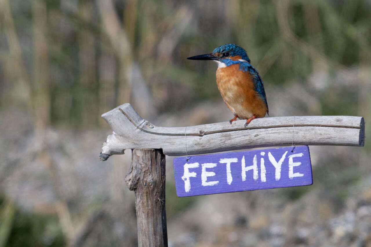 Çalış Kuş Cenneti’nde Kuşlar Fotoğrafçılara Poz Veriyor 6
