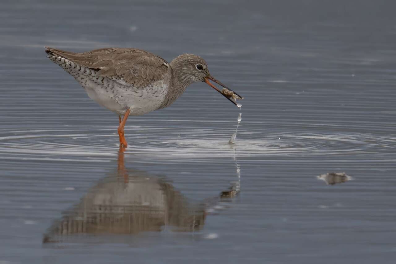 Çalış Kuş Cenneti’nde Kuşlar Fotoğrafçılara Poz Veriyor 7