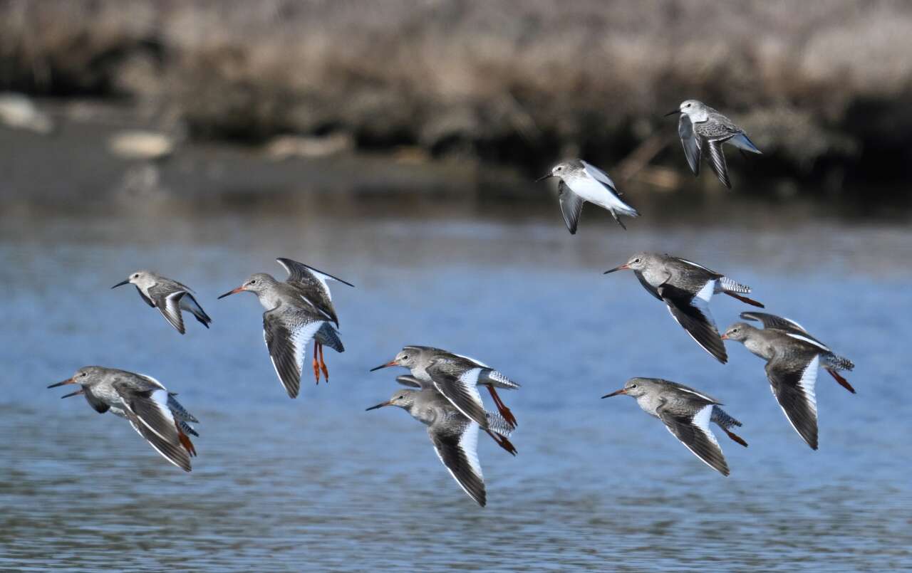 Çalış Kuş Cenneti’nde Kuşlar Fotoğrafçılara Poz Veriyor 8