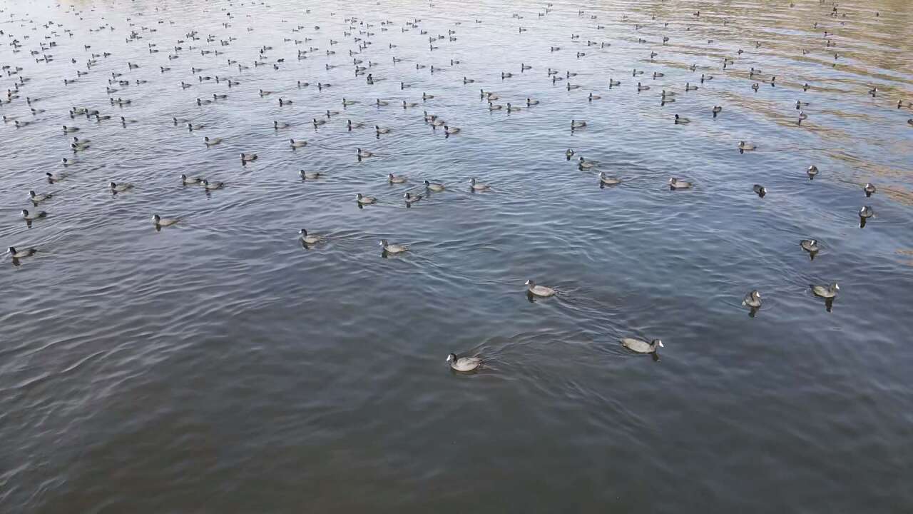 Yağışlarla Canlanan Bafa Gölü’nde Doğal Yaşam Yeniden Hareketlendi 5