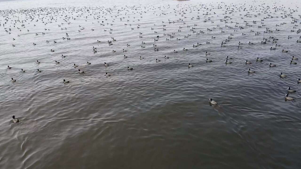 Yağışlarla Canlanan Bafa Gölü’nde Doğal Yaşam Yeniden Hareketlendi 1