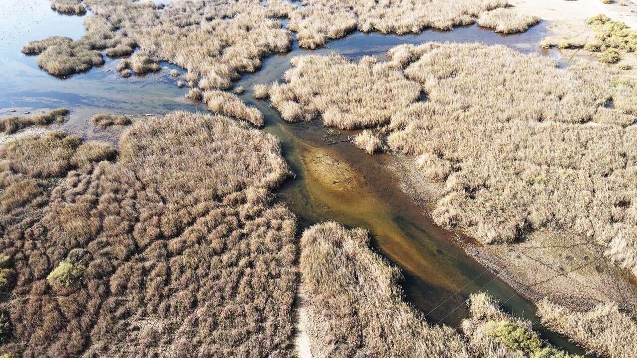 Yağışlarla Canlanan Bafa Gölü’nde Doğal Yaşam Yeniden Hareketlendi 2