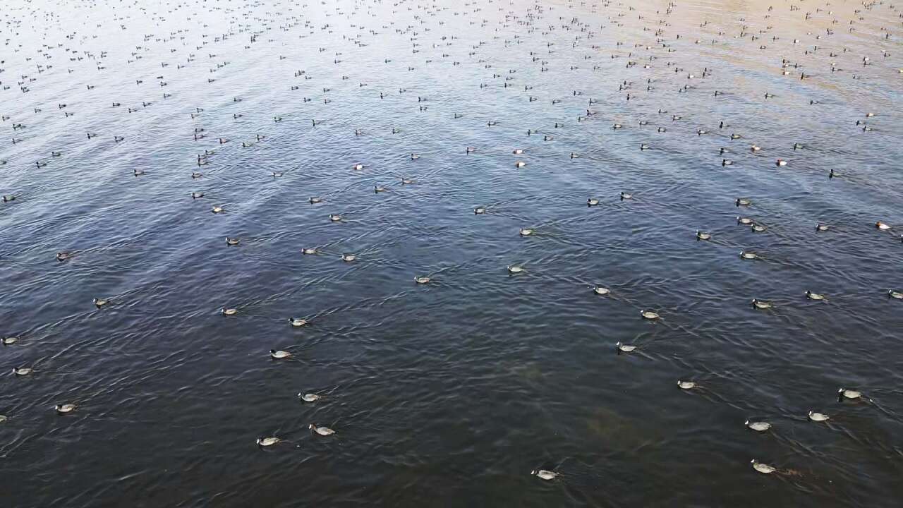 Yağışlarla Canlanan Bafa Gölü’nde Doğal Yaşam Yeniden Hareketlendi 4