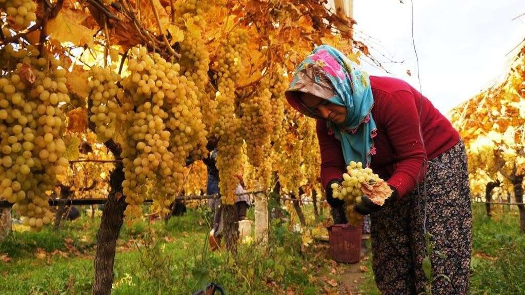Çamura ve Soğuğa Rağmen Üzüm Hasadı Sürüyor 7