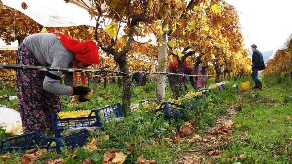 Çamura ve Soğuğa Rağmen Üzüm Hasadı Sürüyor 1