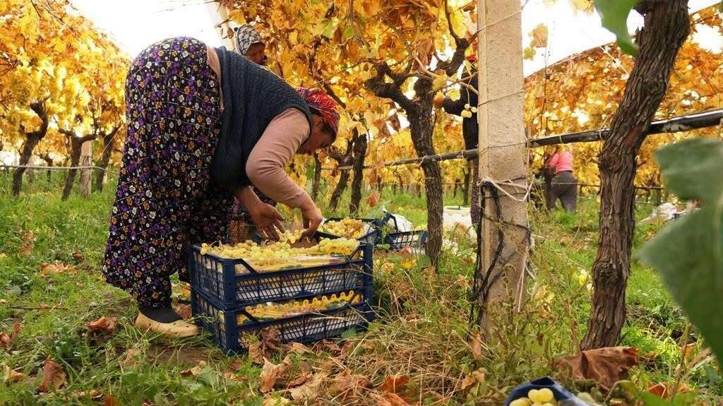 Çamura ve Soğuğa Rağmen Üzüm Hasadı Sürüyor 2