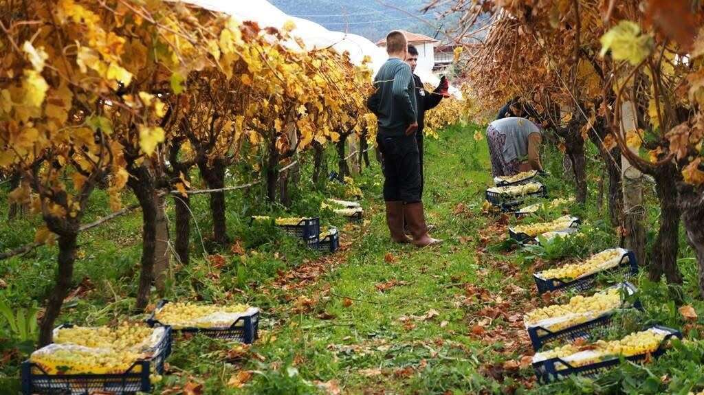Çamura ve Soğuğa Rağmen Üzüm Hasadı Sürüyor 4