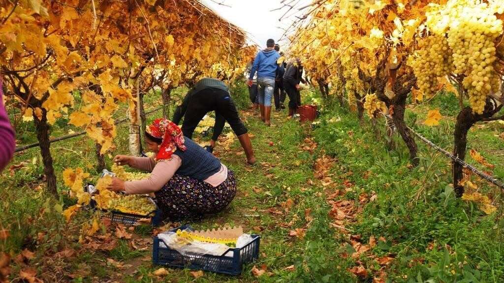 Çamura ve Soğuğa Rağmen Üzüm Hasadı Sürüyor 3