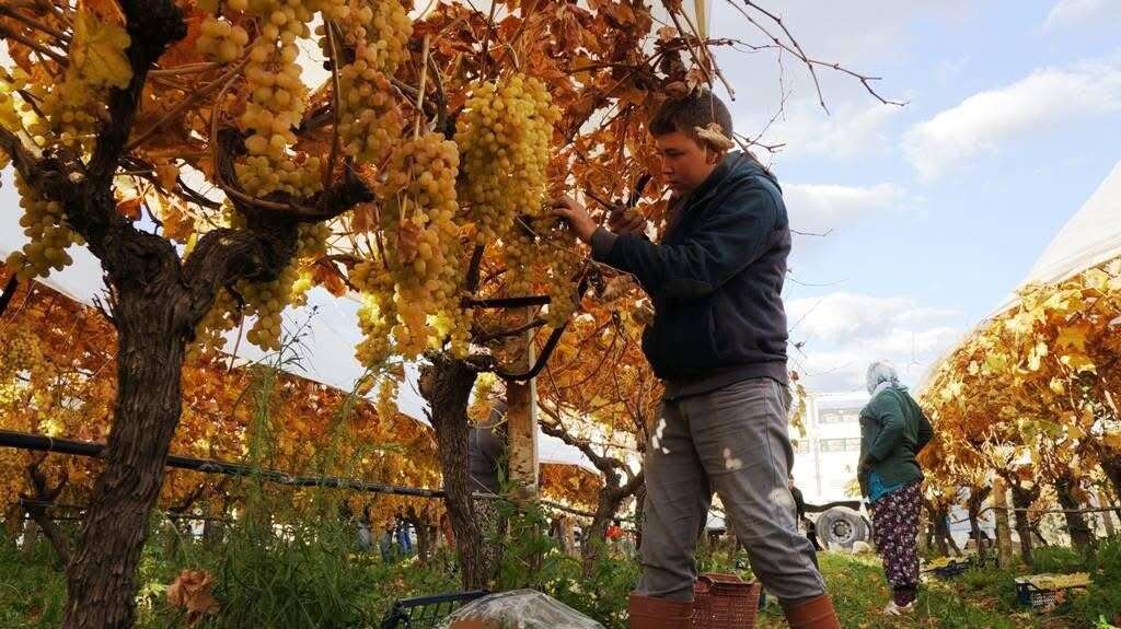 Çamura ve Soğuğa Rağmen Üzüm Hasadı Sürüyor 5