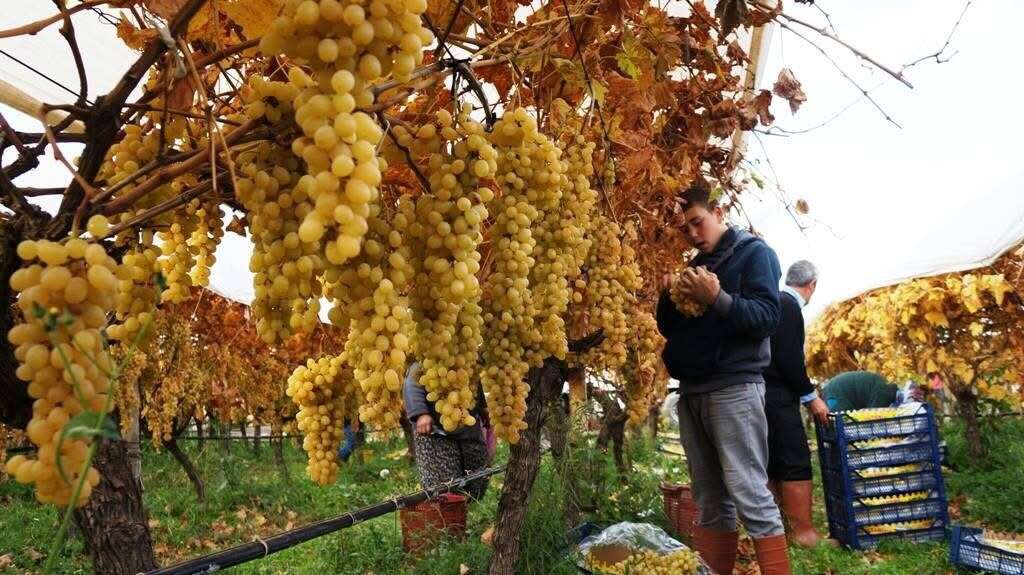 Çamura ve Soğuğa Rağmen Üzüm Hasadı Sürüyor 6