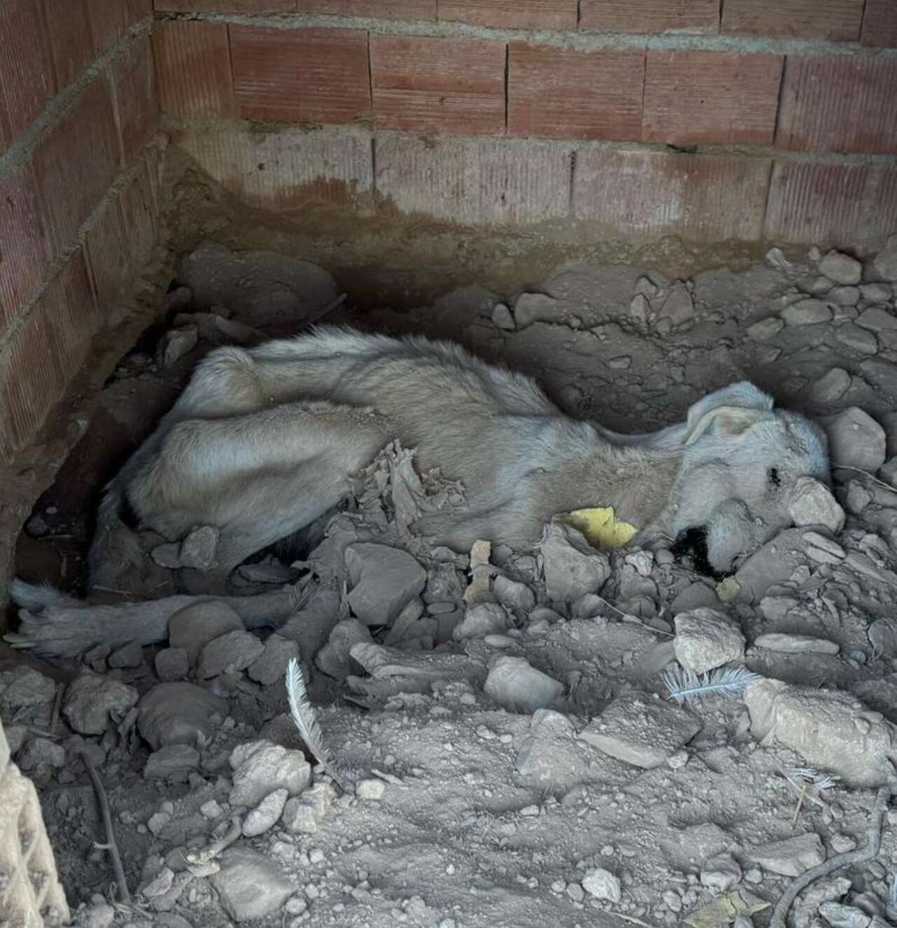 Hayvan Sevgisini İstismar Etti, Köpekler Açıktan Birbirini Yedi 6