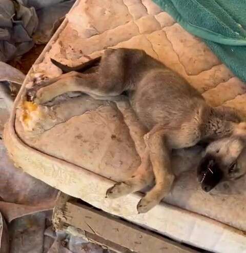 Hayvan Sevgisini İstismar Etti, Köpekler Açıktan Birbirini Yedi 8