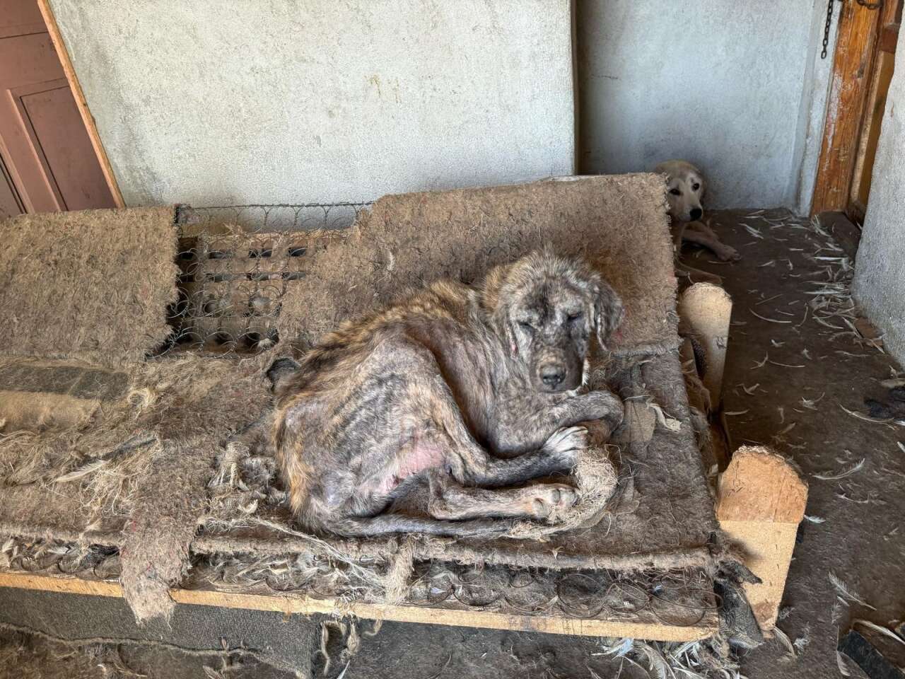 Hayvan Sevgisini İstismar Etti, Köpekler Açıktan Birbirini Yedi 4