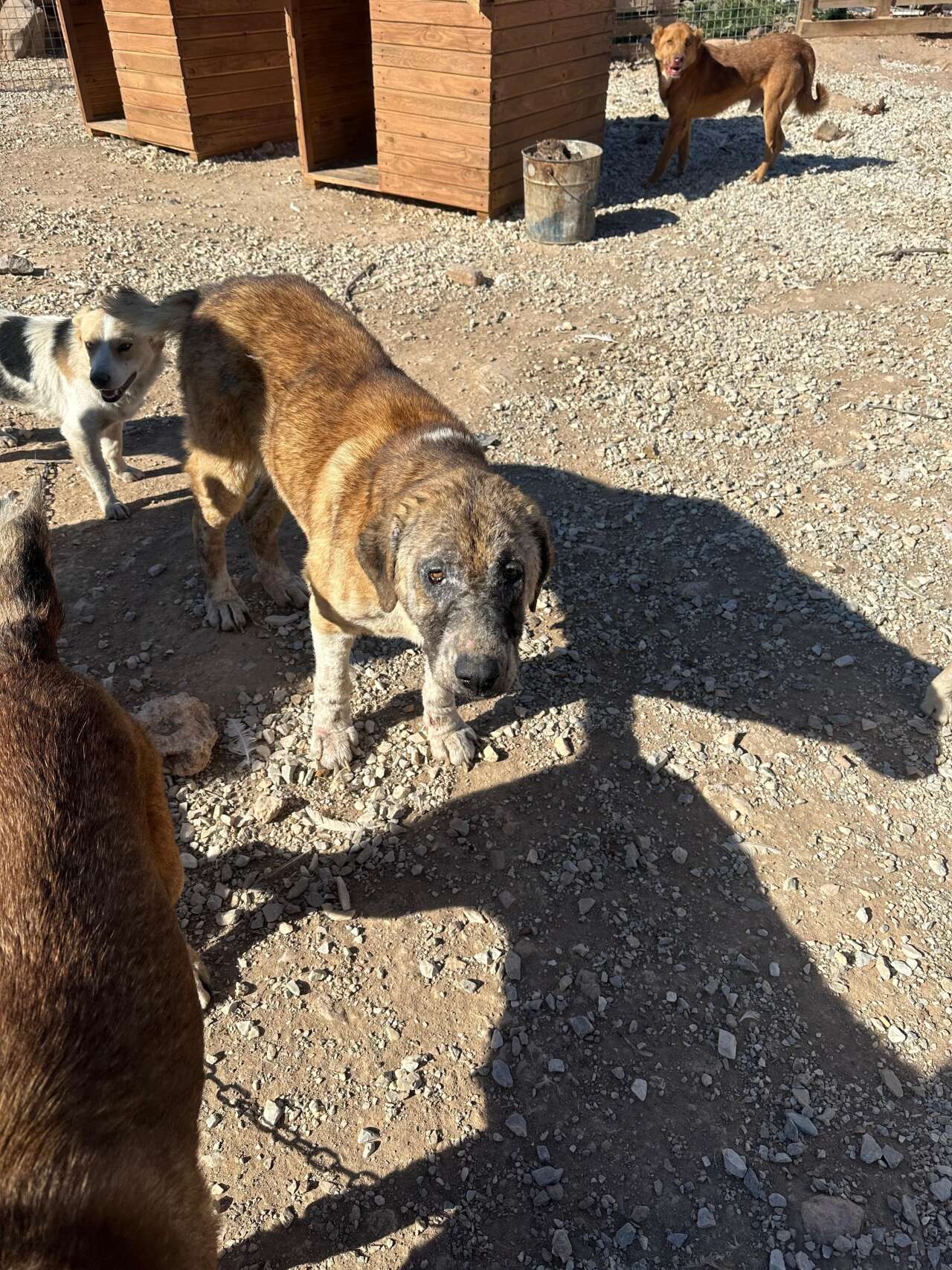 Hayvan Sevgisini İstismar Etti, Köpekler Açıktan Birbirini Yedi 1