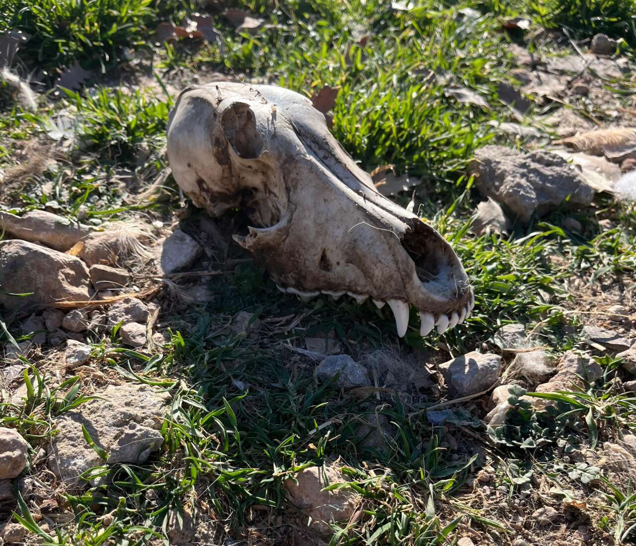 Hayvan Sevgisini İstismar Etti, Köpekler Açıktan Birbirini Yedi 3