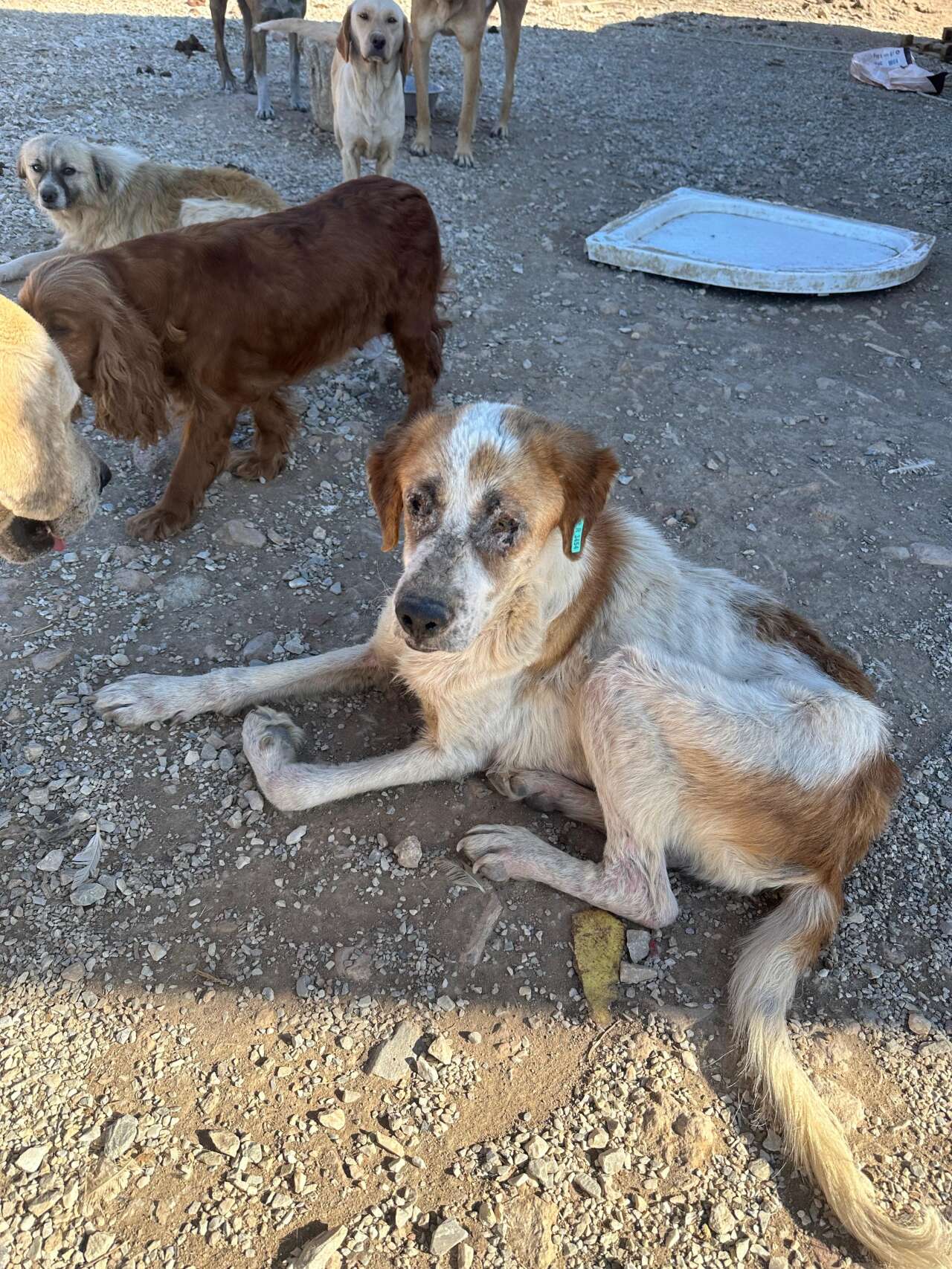 Hayvan Sevgisini İstismar Etti, Köpekler Açıktan Birbirini Yedi 2