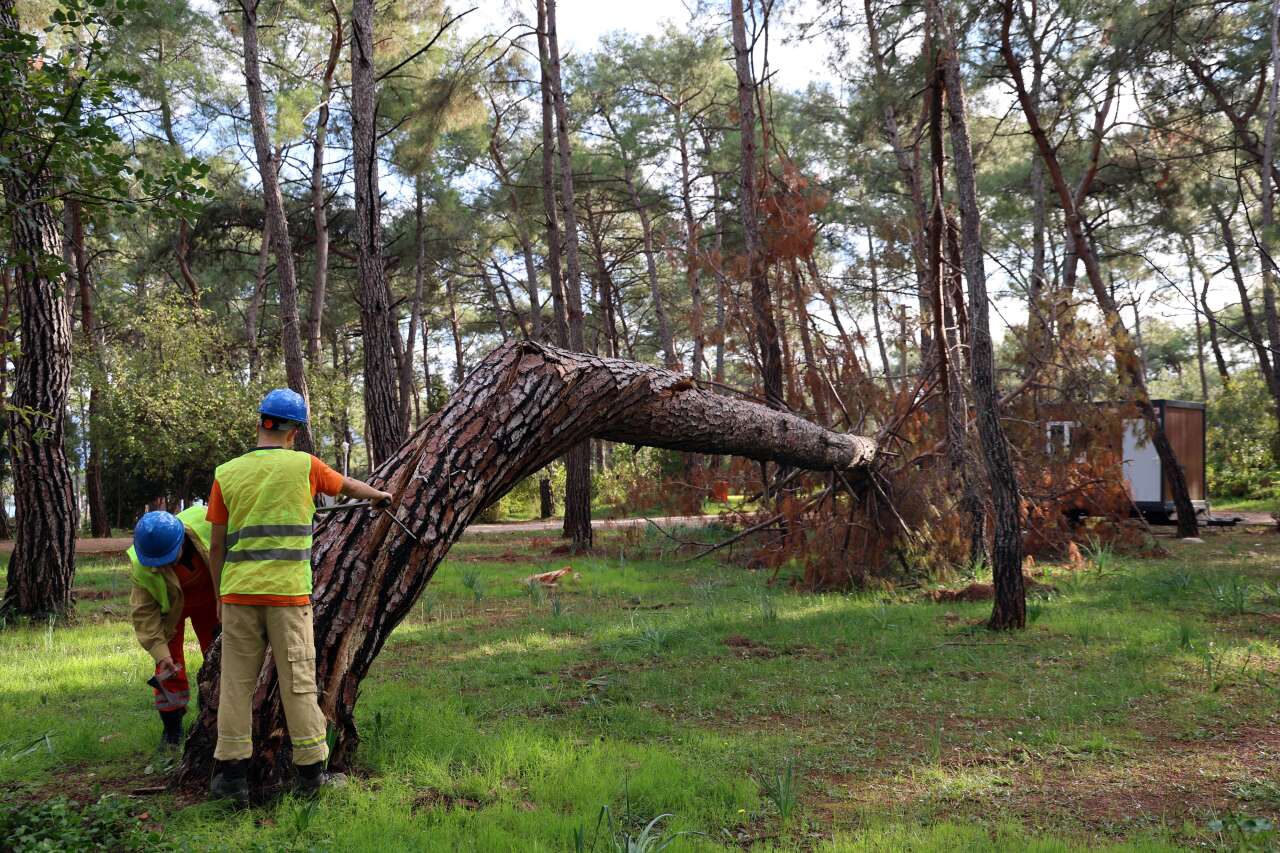 Muğla’da Orman Parkında Kuruyan ve Riskli Ağaçlar Tek Tek Tespit Ediliyor 7