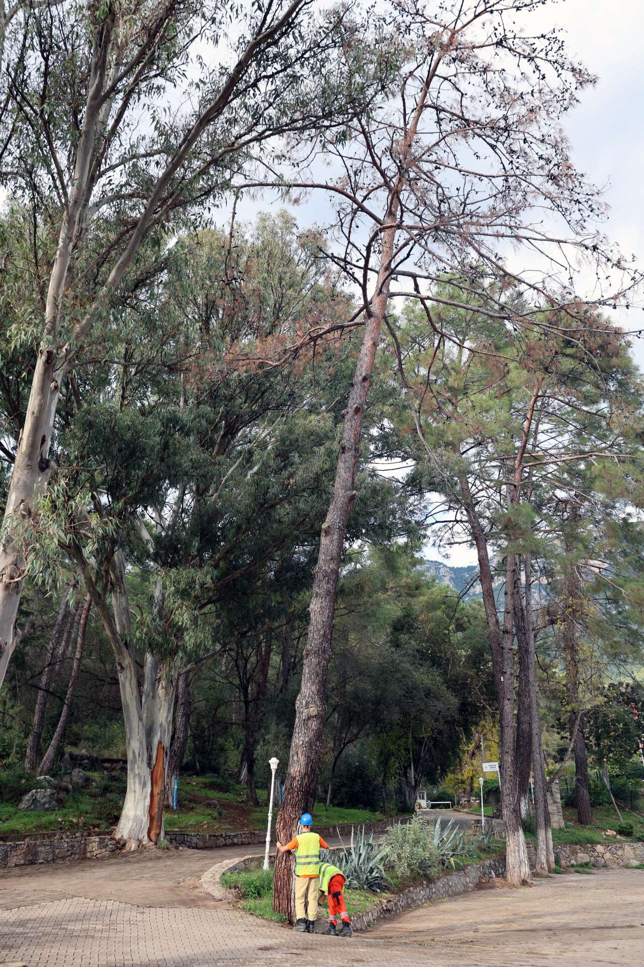 Muğla’da Orman Parkında Kuruyan ve Riskli Ağaçlar Tek Tek Tespit Ediliyor 3