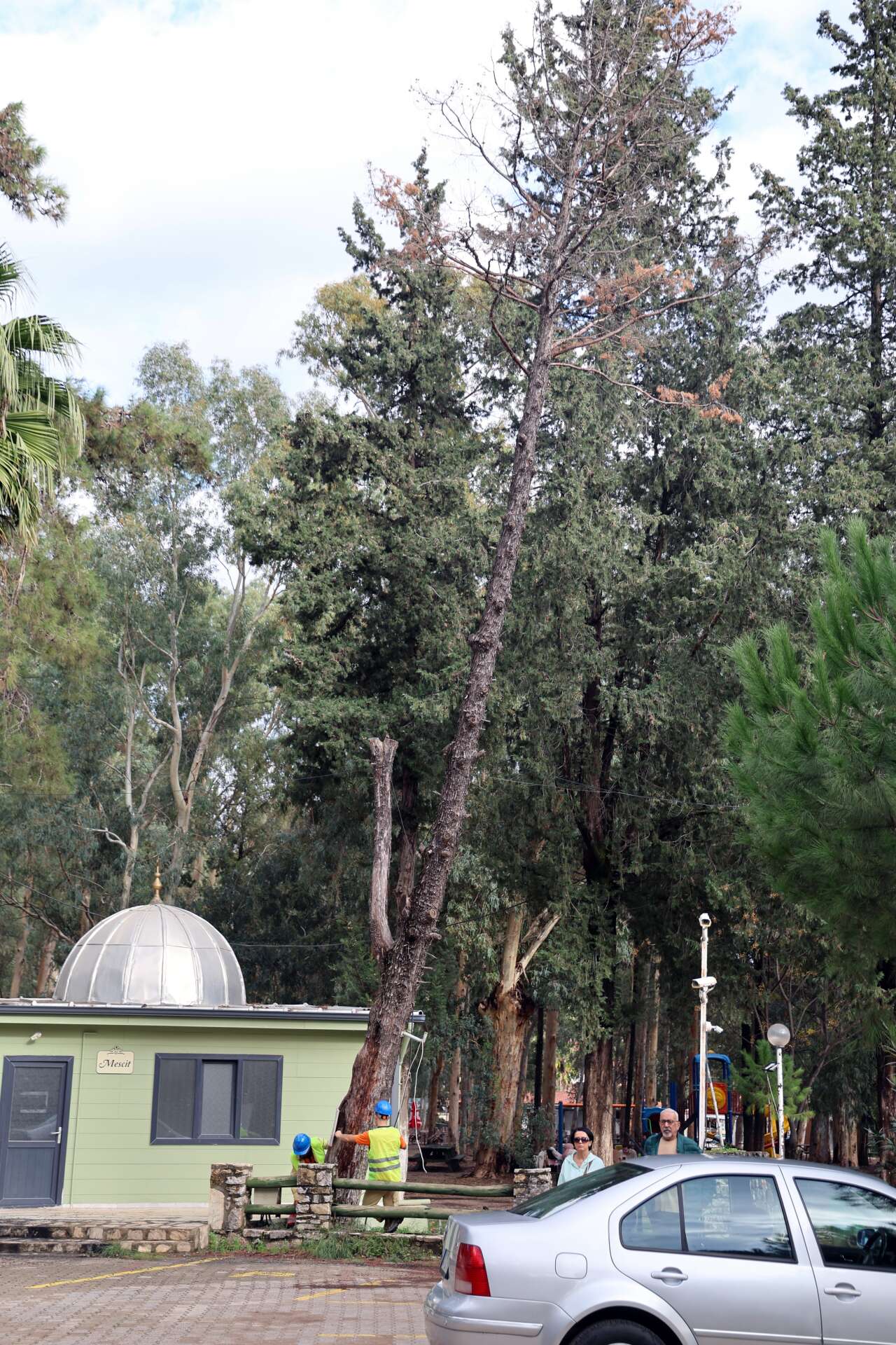 Muğla’da Orman Parkında Kuruyan ve Riskli Ağaçlar Tek Tek Tespit Ediliyor 6
