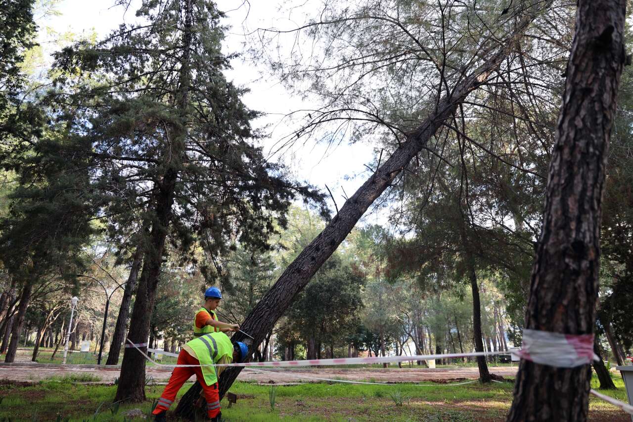 Muğla’da Orman Parkında Kuruyan ve Riskli Ağaçlar Tek Tek Tespit Ediliyor 1