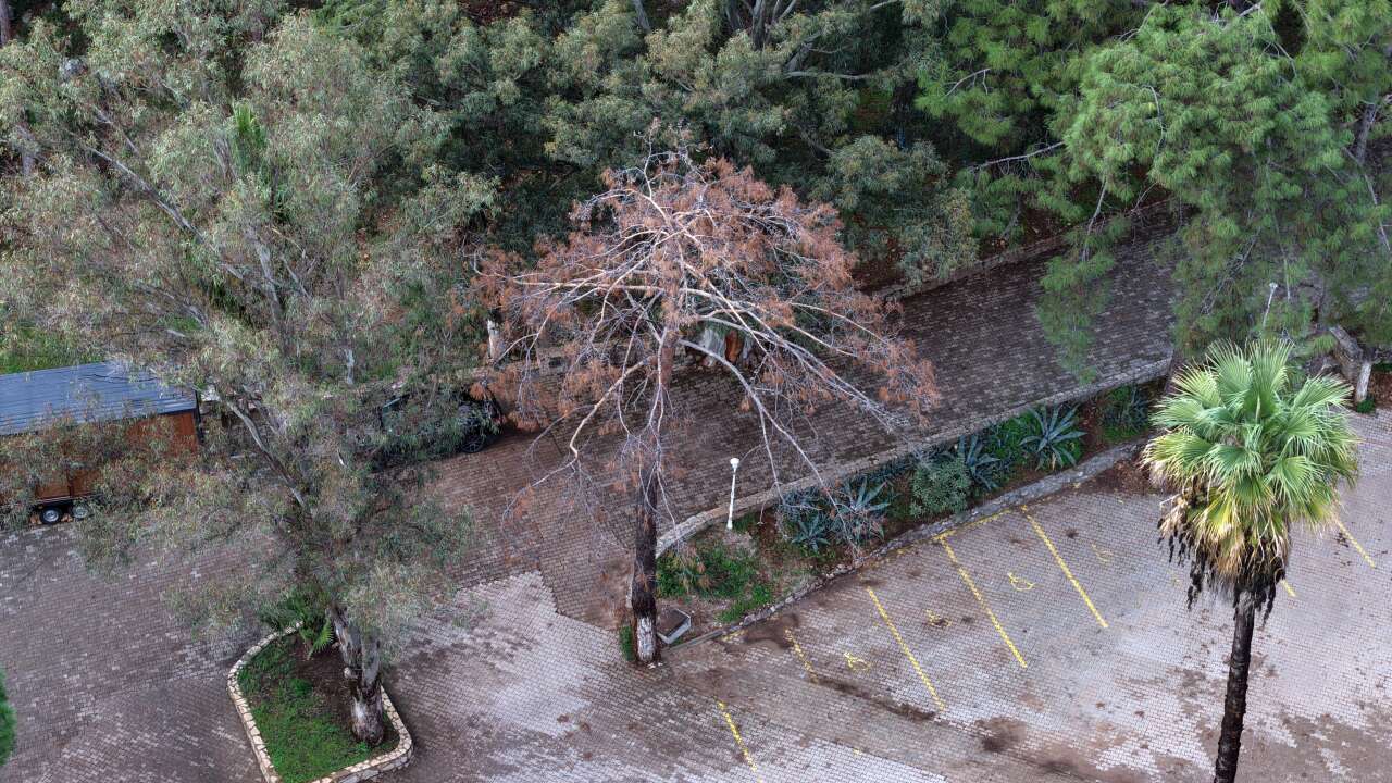 Muğla’da Orman Parkında Kuruyan ve Riskli Ağaçlar Tek Tek Tespit Ediliyor 2