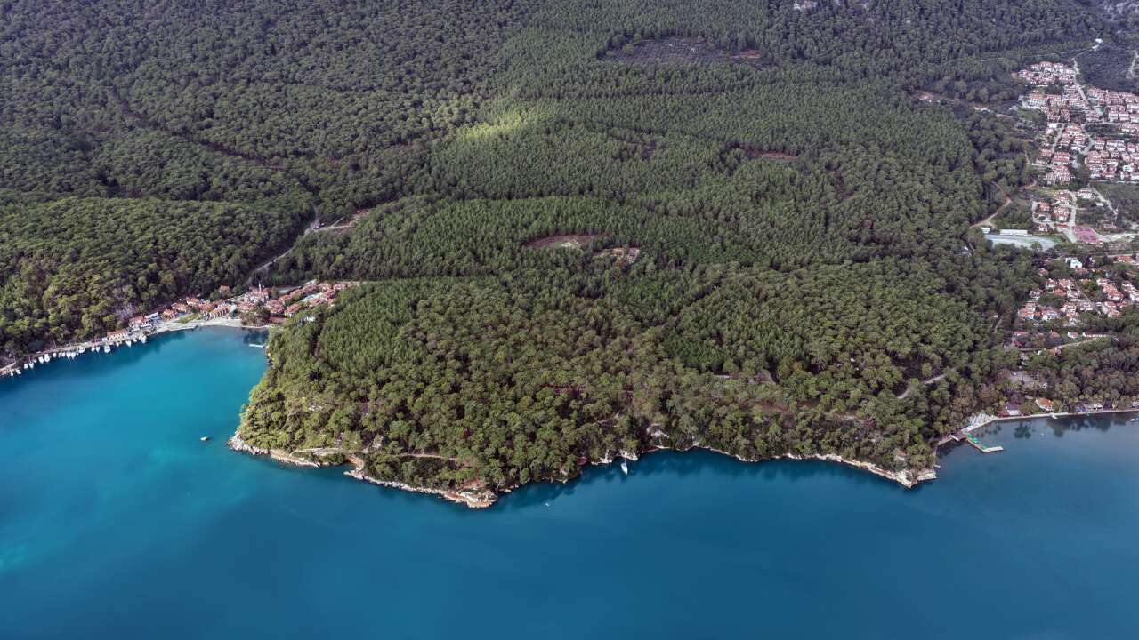 Muğla’da Orman Parkında Kuruyan ve Riskli Ağaçlar Tek Tek Tespit Ediliyor 4