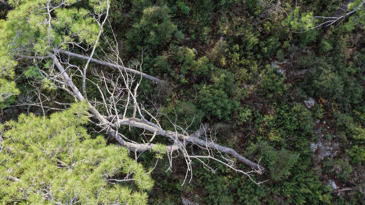 Muğla’da Orman Parkında Kuruyan ve Riskli Ağaçlar Tek Tek Tespit Ediliyor 5