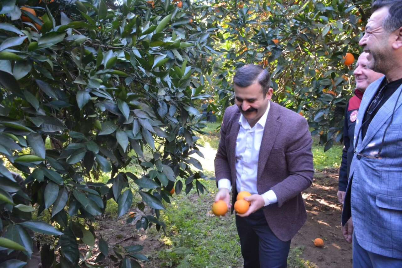 Kaymakam Kumcu Üreticilerle Birlikte Portakal Topladı 2