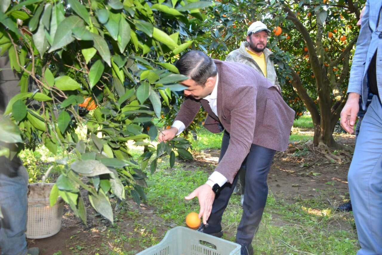Kaymakam Kumcu Üreticilerle Birlikte Portakal Topladı 1