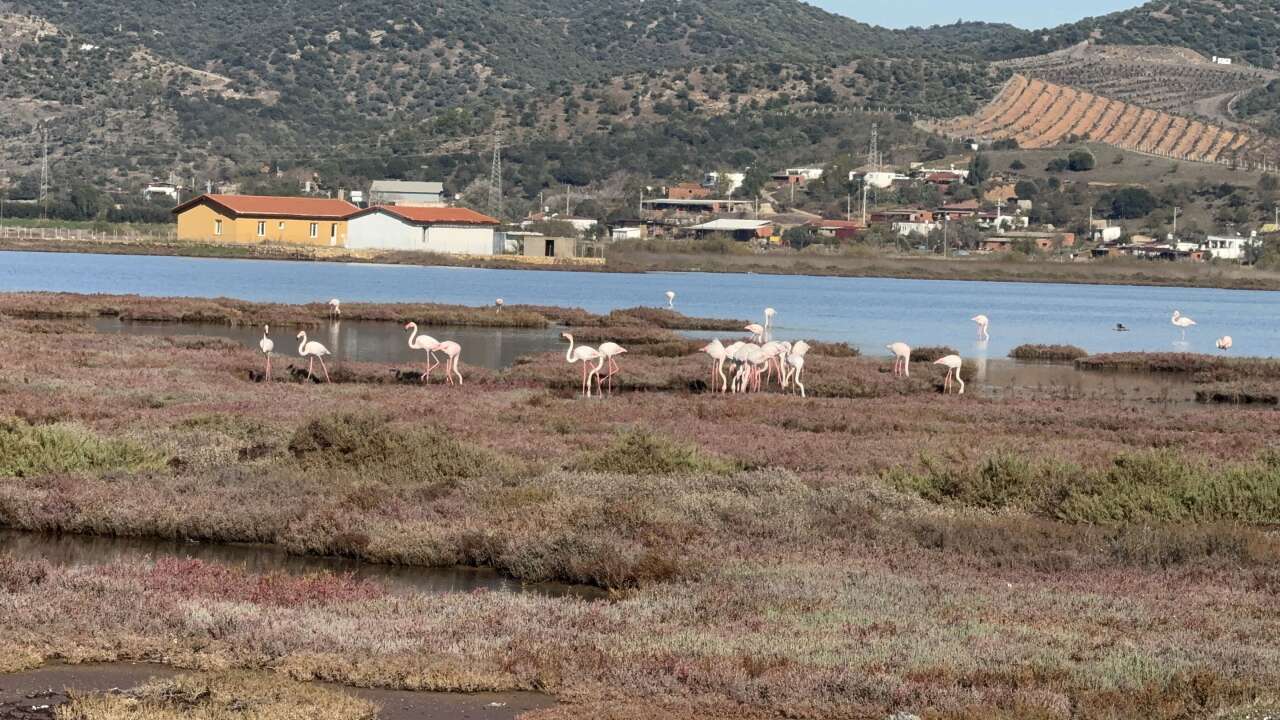 Binlerce Flamingo Tuzla Sulak Alanı’nda Görsel Şölen Oluşturdu 2
