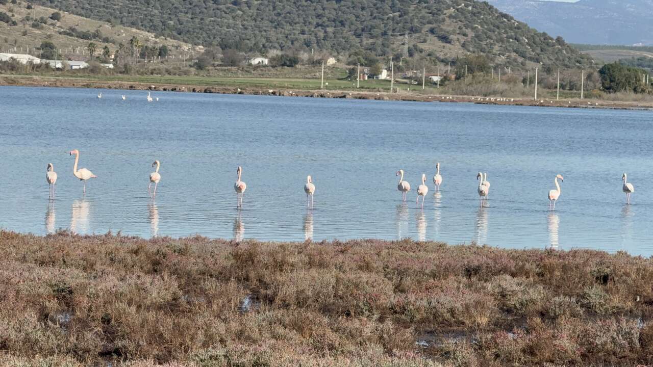 Binlerce Flamingo Tuzla Sulak Alanı’nda Görsel Şölen Oluşturdu 5