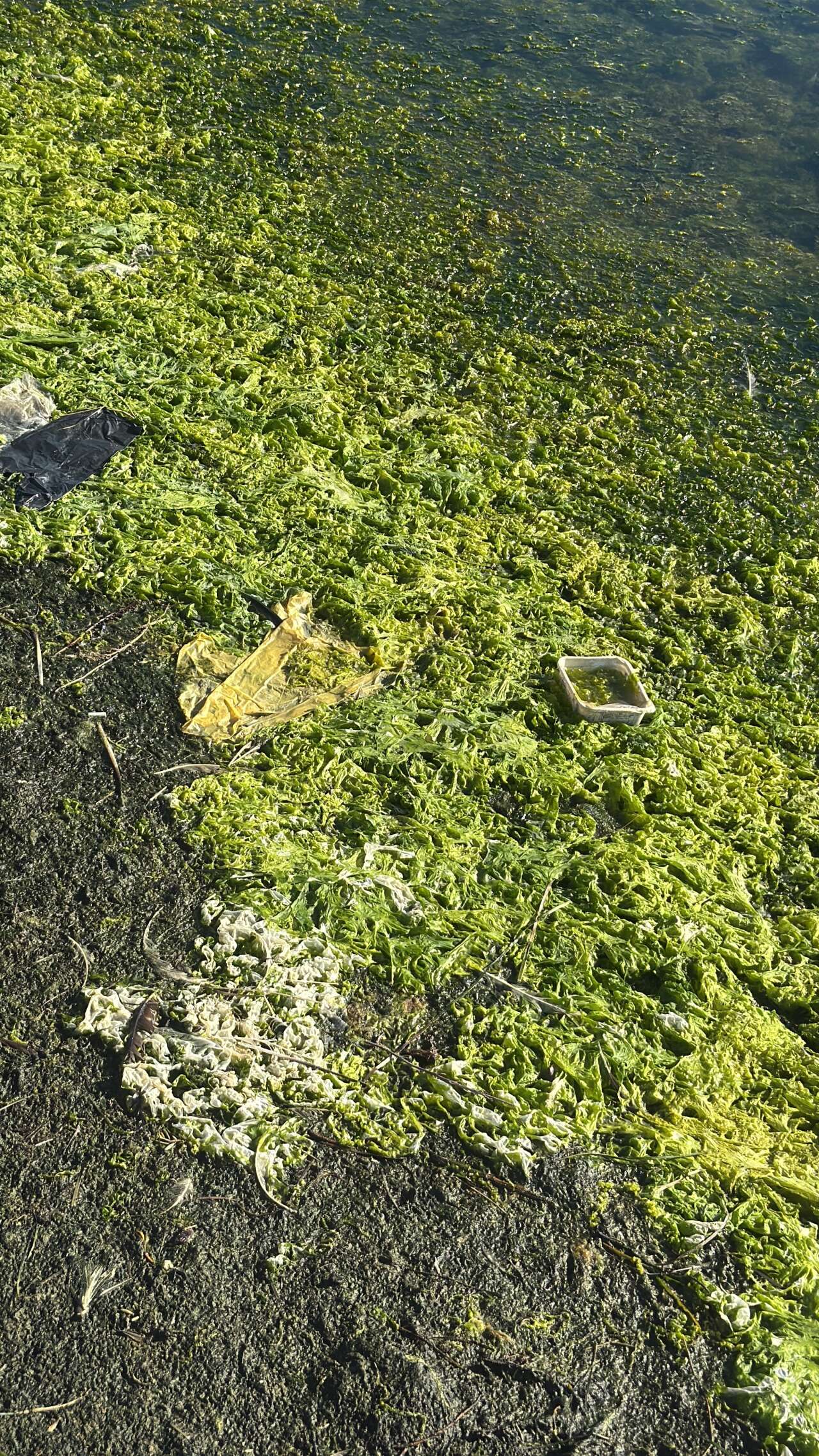 Binlerce Flamingo Tuzla Sulak Alanı’nda Görsel Şölen Oluşturdu 1