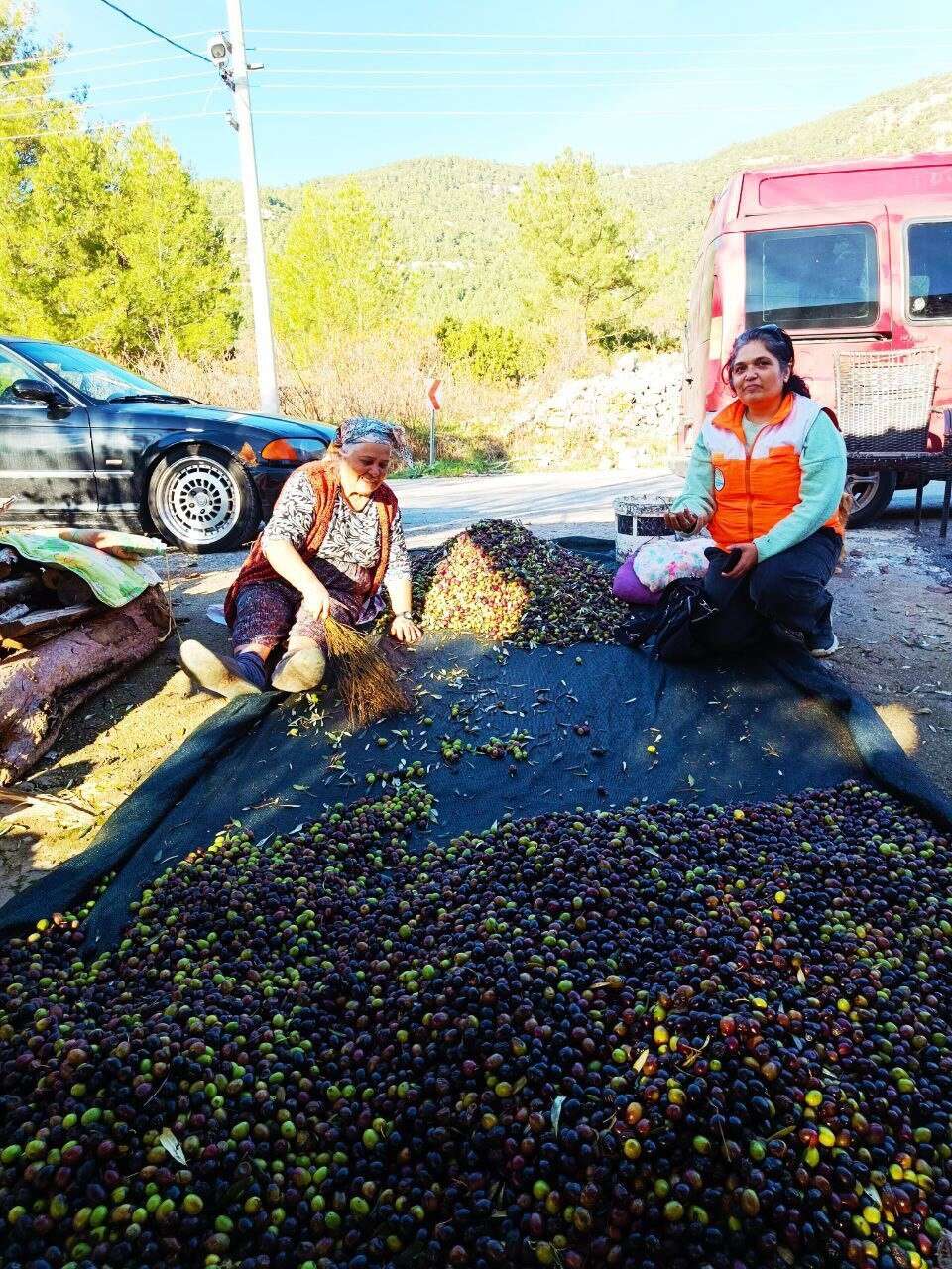 Menteşe'de Zeytin Üreticilerine Yönelik Kapsamlı Bilgilendirme ve Kontrol Çalışmaları Sürüyor 3